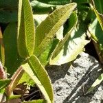 Trifolium alpestre Foglia