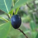 Chionanthus pygmaeus Fruit