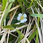 Potentilla sterilis Natur