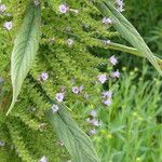 Echium pininana Кветка