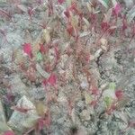 Atriplex hortensis 葉