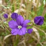 Legousia speculum-veneris Blüte