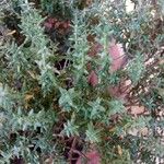 Thymus vulgaris Лист