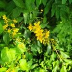 Hypericum hirsutumЦветок