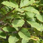 Quercus pontica Blatt