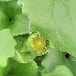Doronicum orientale Likasa
