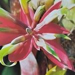Billbergia zebrina ফুল