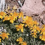 Stenotus acaulis Hábito