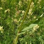 Bistorta officinalis Blatt