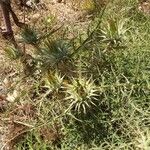 Cynara cornigera Blad