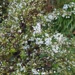 Spiraea thunbergiiFlor