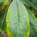 Pittosporum cherrieri Leaf