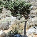 Cotoneaster nummularius Tervik taim