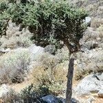 Cotoneaster nummularius Hábito