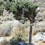 Cotoneaster nummularius عادت داشتن