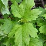 Viburnum opulus Blad