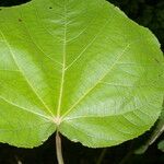 Heliocarpus americanus Leaf