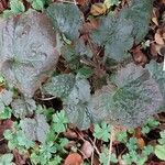 Heuchera micrantha Folha