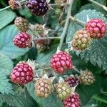 Rubus vestitus Fruct