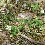 Cerastium diffusum Libunga