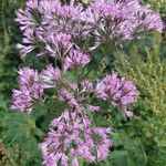 Adenostyles alpina Fula