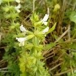 Stachys annuaFlower