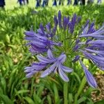 Agapanthus africanusÕis