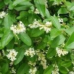 Ligustrum vulgare花