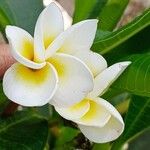 Plumeria albaBlomma