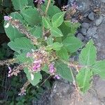 Desmodium intortum Leaf