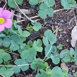 Oxalis purpurea Folha