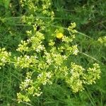 Galium mollugo Blüte