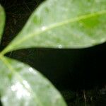 Angostura granulosa Hoja