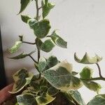Senecio macroglossus Hoja