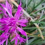 Centaurea napifoliaFiore