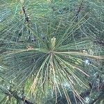 Pinus strobus Ліст