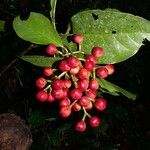 Chrysochlamys nicaraguensis Fruit