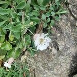 Silene uniflora Blomma