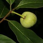 Annona pruinosa Fruto
