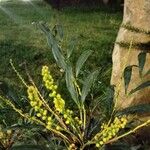 Berberis fortunei Flower