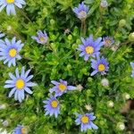 Felicia amelloides Flower