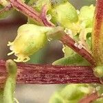 Ambrosia tenuifolia Hoja
