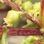 Ambrosia tenuifolia Fuelha