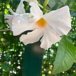 Mandevilla boliviensis Flower