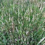 Phleum pratense 整株植物