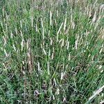 Phleum pratense Habitat