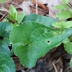 Viola × melissifolia Leaf