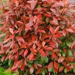 Photinia fraseri Fulla