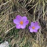 Crocus corsicus Flower