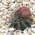 Melocactus neryi